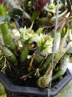  (Dendrobium capituliflorum - ORDNA00193)  @11 [ ] Copyright (2019) Unspecified Atlanta Botanical Garden