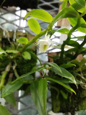  (Dendrobium oligophyllum - BB80)  @11 [ ] Copyright (2019) Unspecified Atlanta Botanical Garden