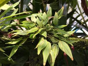  (Pleurothallis amphigya - ORDNA00829)  @11 [ ] Copyright (2019) Unspecified Atlanta Botanical Garden