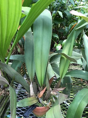  (Miltonia phymatochila - ORDNA00862)  @11 [ ] Copyright (2019) Unspecified Atlanta Botanical Garden