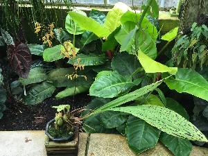  (Orchidaceae - ORDNA00898)  @11 [ ] Copyright (2019) Unspecified Atlanta Botanical Garden