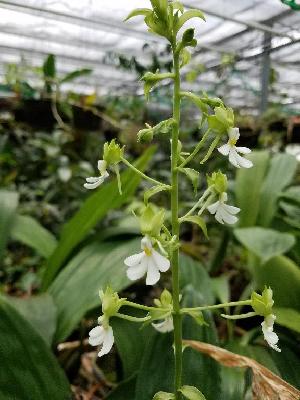  (Calanthe argenteostriata - BB74)  @11 [ ] Copyright (2019) Unspecified Atlanta Botanical Garden
