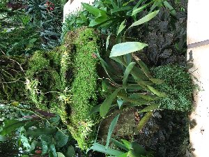  (Prosthechea cochleata - ORDNA00897)  @11 [ ] Copyright (2019) Unspecified Atlanta Botanical Garden