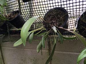  (Masdevallia angulata - ORDNA00773)  @11 [ ] Copyright (2019) Unspecified Atlanta Botanical Garden