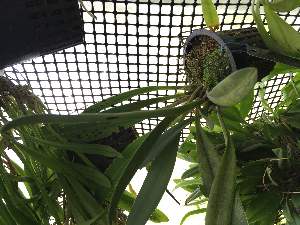  (Masdevallia fractiflexa - ORDNA00781)  @11 [ ] Copyright (2019) Unspecified Atlanta Botanical Garden
