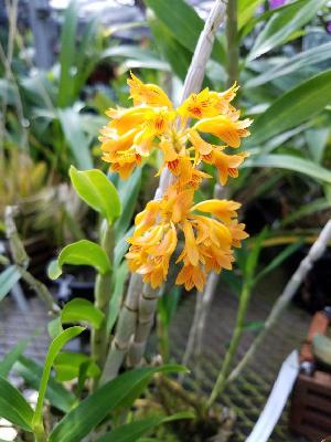  (Dendrobium bullenianum - ORDNA00233)  @11 [ ] Copyright (2019) Unspecified Atlanta Botanical Garden