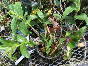  (Dendrobium tangerinum - ORDNA00857)  @11 [ ] Copyright (2019) Unspecified Atlanta Botanical Garden