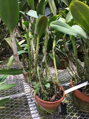  (Guarianthe aurantiaca - ORDNA00870)  @11 [ ] Copyright (2019) Unspecified Atlanta Botanical Garden