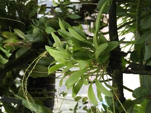  (Platystele viridis - ORDNA00822)  @11 [ ] Copyright (2019) Unspecified Atlanta Botanical Garden