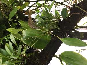  (Pleurothallis truncata - ORDNA00815)  @11 [ ] Copyright (2019) Unspecified Atlanta Botanical Garden