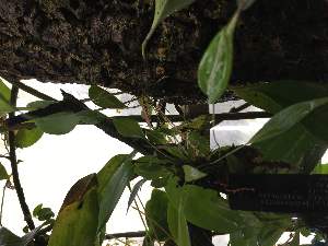  (Specklinia claviculata - ORDNA00807)  @11 [ ] Copyright (2019) Unspecified Atlanta Botanical Garden