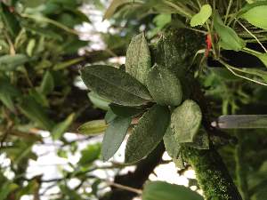  (Porroglossum echidna - ORDNA00821)  @11 [ ] Copyright (2019) Unspecified Atlanta Botanical Garden