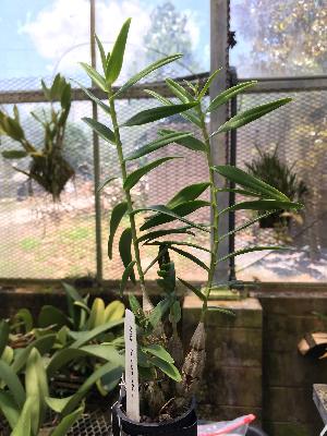  (Dendrobium faciferum - ORDNA00866)  @11 [ ] Copyright (2019) Unspecified Atlanta Botanical Garden
