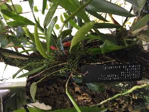  (Acianthera pubescens - ORDNA00805)  @11 [ ] Copyright (2019) Unspecified Atlanta Botanical Garden