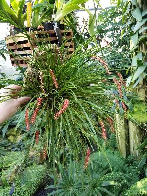  (Dendrochilum wenzelii - ORDNA00205)  @11 [ ] Copyright (2019) Unspecified Atlanta Botanical Garden