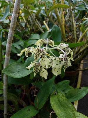  (Dendrobium atroviolaceum - ORDNA00246)  @11 [ ] Copyright (2019) Unspecified Atlanta Botanical Garden