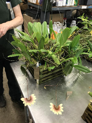  (Bulbophyllum makoyanum - ORDNA00129)  @11 [ ] Copyright (2019) Unspecified Atlanta Botanical Garden