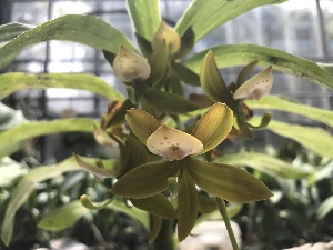 (Cycnoches haagii - ORDNA00146)  @11 [ ] Copyright (2019) Unspecified Atlanta Botanical Garden