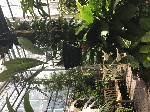  (Stanhopea oculata - ORDNA00164)  @11 [ ] Copyright (2019) Unspecified Atlanta Botanical Garden