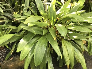  (Maxillaria sanderiana - ORDNA00226)  @11 [ ] Copyright (2019) Unspecified Atlanta Botanical Garden