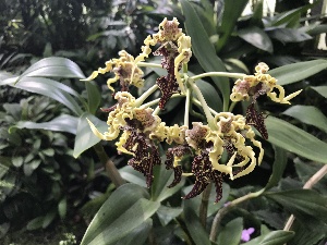  (Dendrobium spectabile - ORDNA00151)  @11 [ ] Copyright (2019) Unspecified Atlanta Botanical Garden