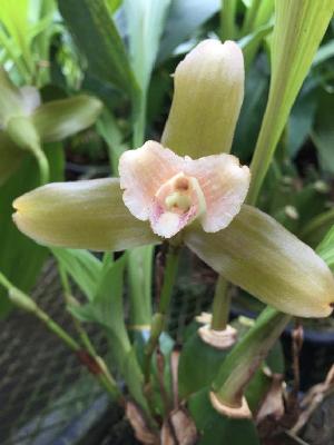  (Lycaste macrophylla - ORDNA00248)  @11 [ ] Copyright (2019) Unspecified Atlanta Botanical Garden