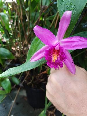  (Sobralia wilsoniana - ORDNA00239)  @11 [ ] Copyright (2019) Unspecified Atlanta Botanical Garden
