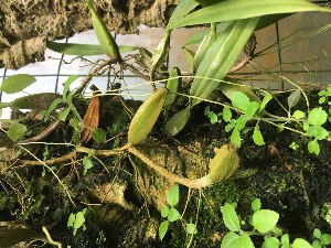  (Bulbophyllum scaberulum - ORDNA00555)  @11 [ ] Copyright (2019) Unspecified Atlanta Botanical Garden