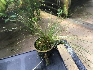  (Dendrochilum tenellum - ORDNA00563)  @11 [ ] Copyright (2019) Unspecified Atlanta Botanical Garden