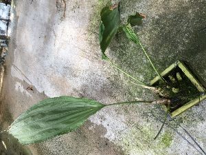  (Stanhopea platyceras - ORDNA00601)  @11 [ ] Copyright (2019) Unspecified Atlanta Botanical Garden