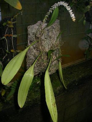  (Bulbophyllum odoratum - ORDNA00554)  @11 [ ] Copyright (2019) Unspecified Atlanta Botanical Garden