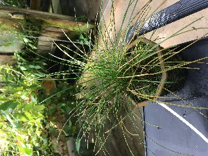  (Dendrochilum williamsii - ORDNA00562)  @11 [ ] Copyright (2019) Unspecified Atlanta Botanical Garden