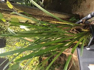  (Cymbidium atropurpureum - ORDNA00570)  @11 [ ] Copyright (2019) Unspecified Atlanta Botanical Garden