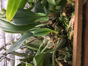  (Bulbophyllum echinolabium - ORDNA00345)  @11 [ ] Copyright (2019) Unspecified Atlanta Botanical Garden
