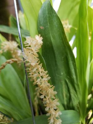  (Dendrochilum kingii - ORDNA00561)  @11 [ ] Copyright (2019) Unspecified Atlanta Botanical Garden