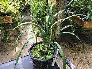  (Cymbidium elegans - ORDNA00569)  @11 [ ] Copyright (2019) Unspecified Atlanta Botanical Garden