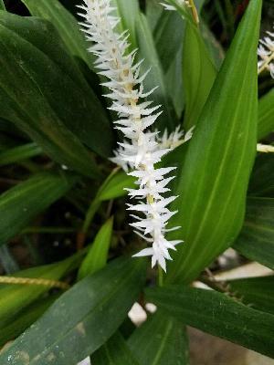  (Dendrochilum latifolium - ORDNA00560)  @11 [ ] Copyright (2019) Unspecified Atlanta Botanical Garden