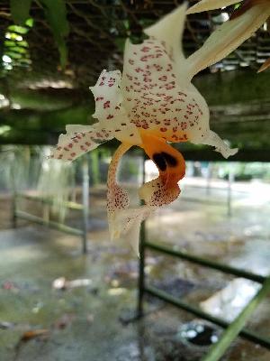  (Stanhopea whittenii - ORDNA00632)  @11 [ ] Copyright (2019) Unspecified Atlanta Botanical Garden