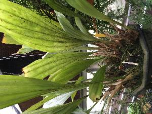  (Stanhopea tricornis - ORDNA00594)  @11 [ ] Copyright (2019) Unspecified Atlanta Botanical Garden