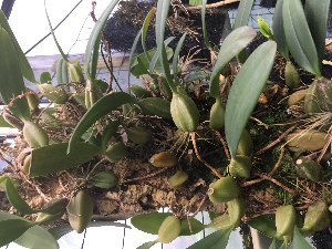  (Bulbophyllum sterile - ORDNA00542)  @11 [ ] Copyright (2019) Unspecified Atlanta Botanical Garden