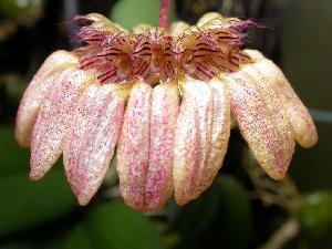  (Bulbophyllum sikkimense - ORDNA00550)  @11 [ ] Copyright (2019) Unspecified Atlanta Botanical Garden