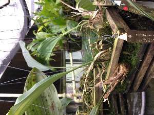  (Stanhopea nigripes - ORDNA00592)  @11 [ ] Copyright (2019) Unspecified Atlanta Botanical Garden