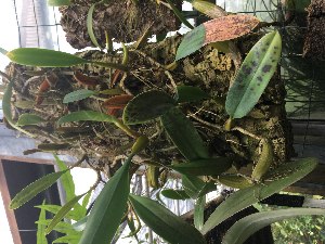 (Bulbophyllum flammuliferum - ORDNA00541)  @11 [ ] Copyright (2019) Unspecified Atlanta Botanical Garden