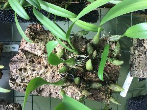  (Bulbophyllum lobbii - ORDNA00549)  @11 [ ] Copyright (2019) Unspecified Atlanta Botanical Garden