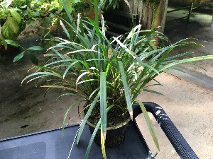  (Dendrochilum javieriense - ORDNA00565)  @11 [ ] Copyright (2019) Unspecified Atlanta Botanical Garden