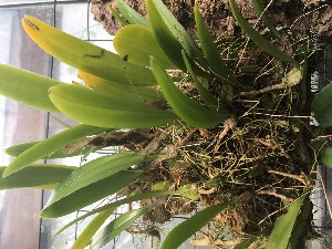  (Bulbophyllum corolliferum - ORDNA00540)  @11 [ ] Copyright (2019) Unspecified Atlanta Botanical Garden