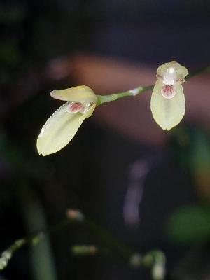  (Specklinia grobyi - ORDNA00516)  @11 [ ] Copyright (2019) Unspecified Atlanta Botanical Garden