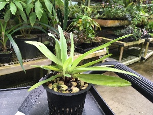  (Paphiopedilum vejvarutianum - ORDNA00459)  @11 [ ] Copyright (2019) Unspecified Atlanta Botanical Garden