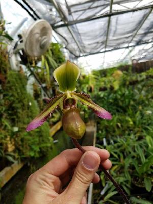 (Paphiopedilum hookerae - ORDNA00483)  @11 [ ] Copyright (2019) Unspecified Atlanta Botanical Garden