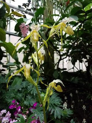  (Paphiopedilum kolopakingii - ORDNA00499)  @11 [ ] Copyright (2019) Unspecified Atlanta Botanical Garden